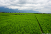 Dream about emerald paddy fields is what mean