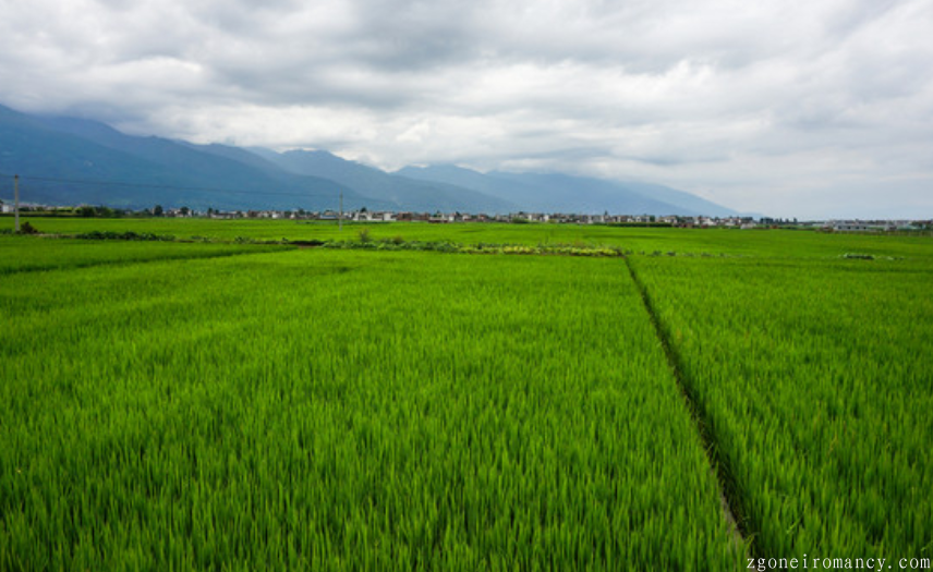 Dream About Emerald Paddy Fields Is What Mean Dream Meanings Oneiromancy